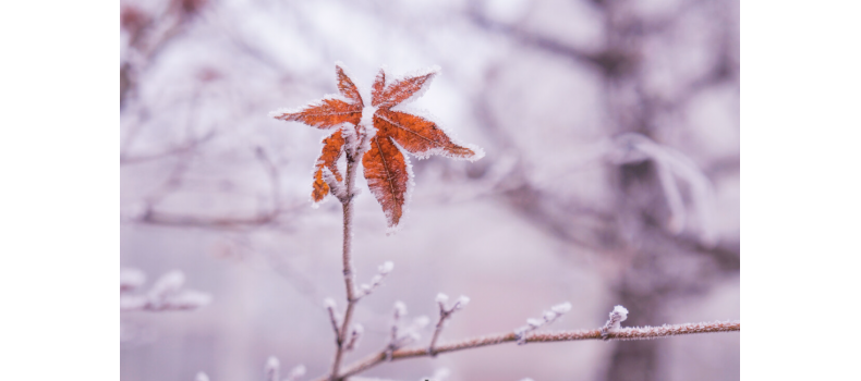 霜降過(guò)后水產(chǎn)養(yǎng)殖塘口技術(shù)管理要點(diǎn)